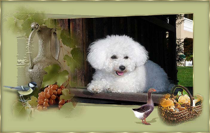 Un bichon frisé et des produits régionnaux