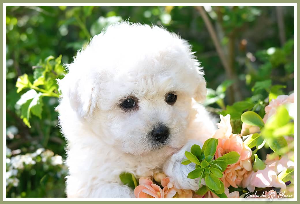 chiot bichon blanc