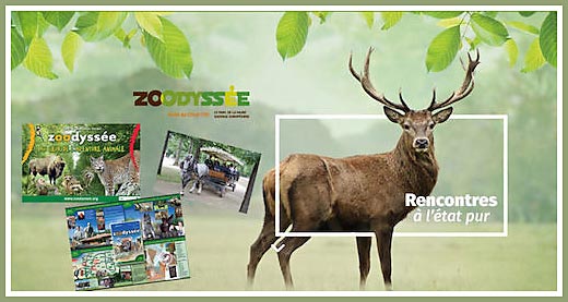 Un renne du zoo