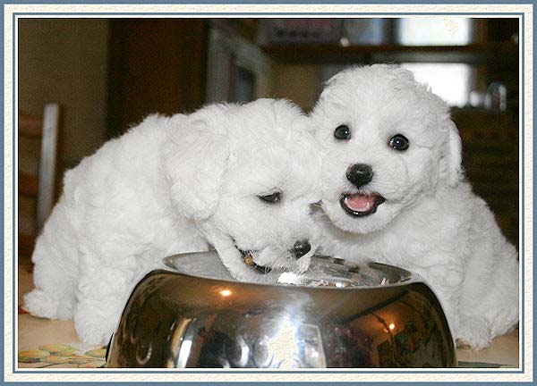 Chiots bichons frisés qui mangent