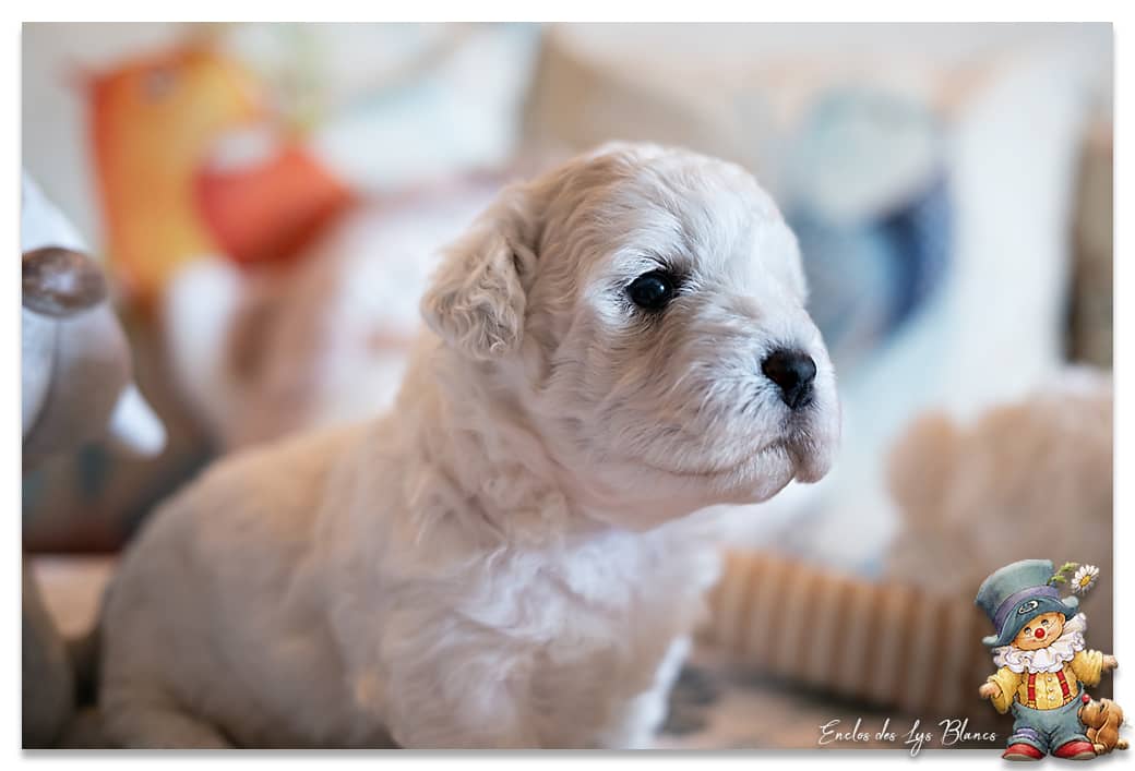 chiot bichon blanc