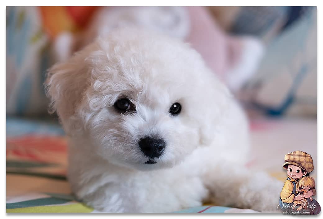 chiot bichon frisé