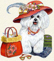 bichon frisé
