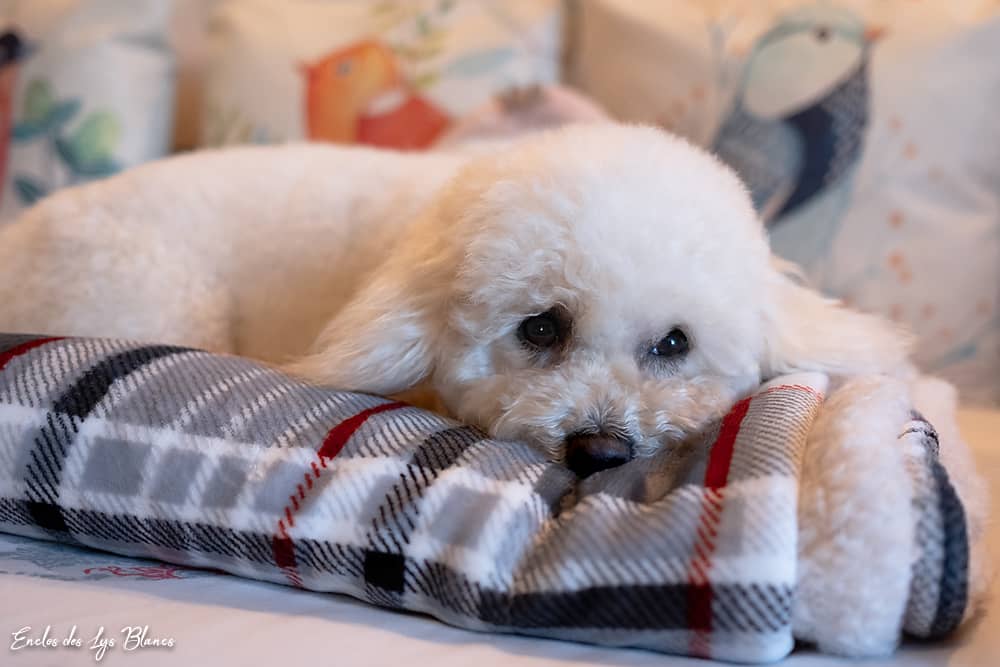 Bichon