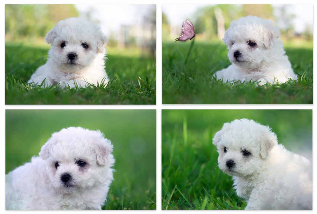 chiot bichon frisé dans l'herbe