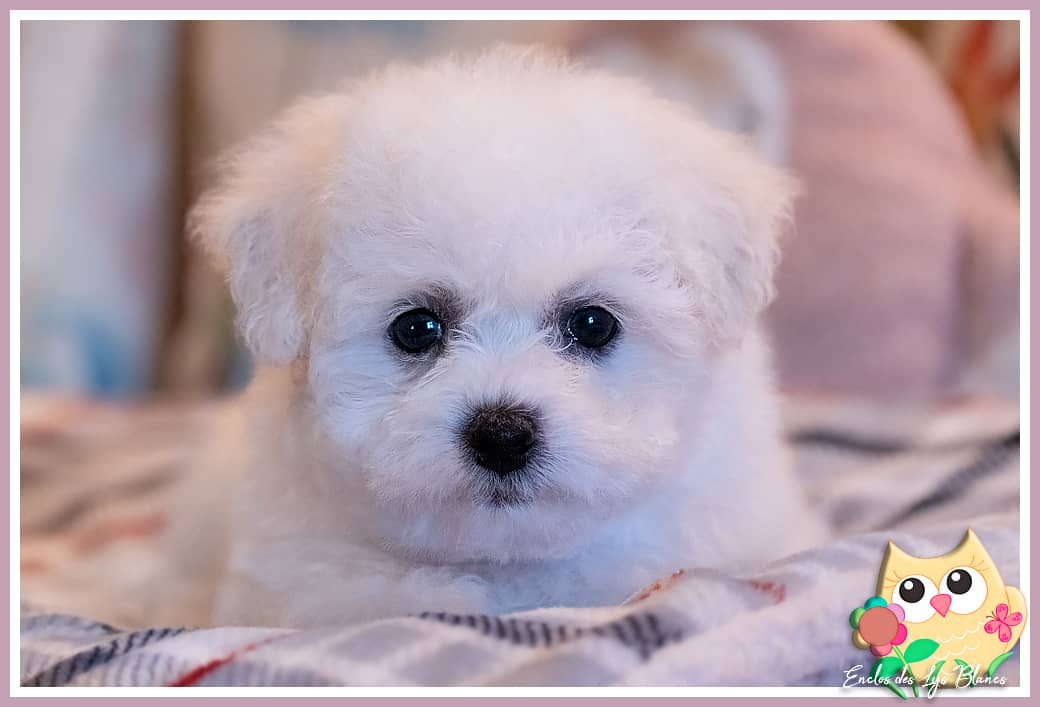 chiot bichon à poil frisé