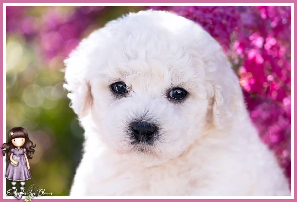 chiot bichon au jardin