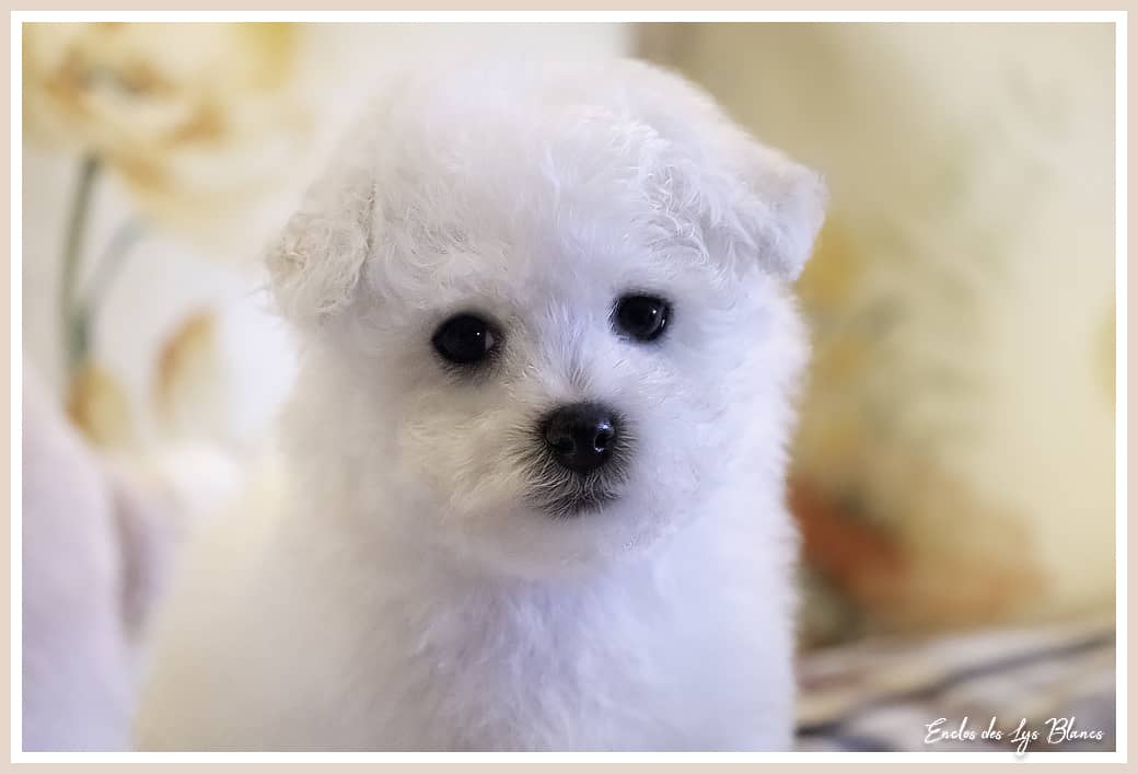 chiot bichon frisé