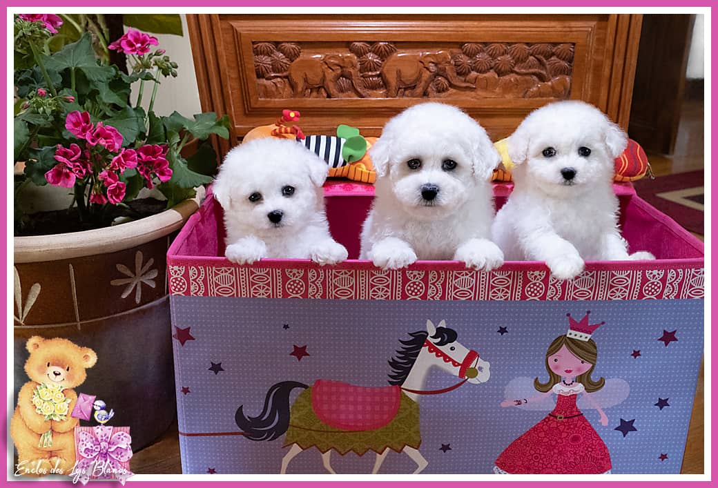chiots bichon frisé