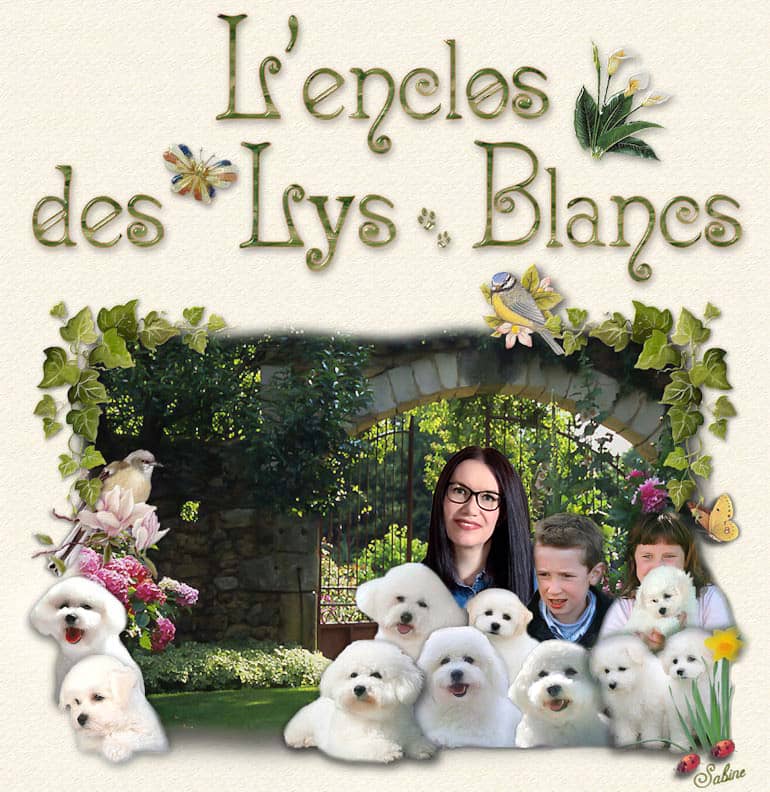 eleveur bichon frisé