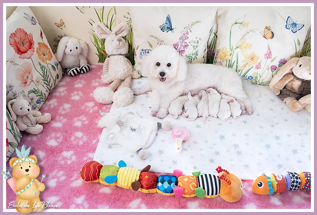 chiot bichon blanc
