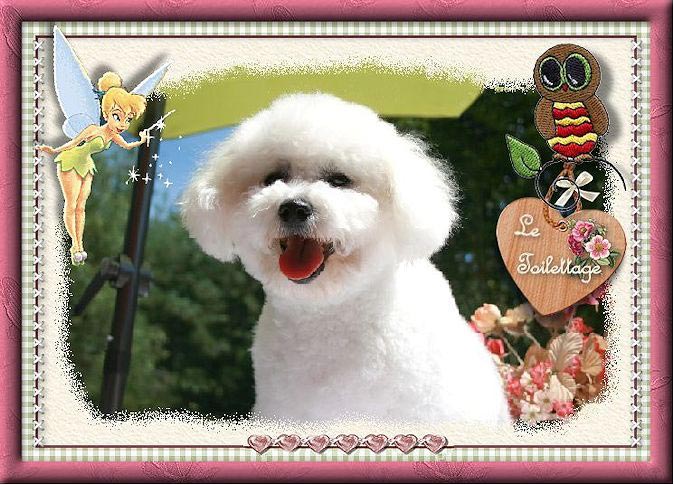 Photo d'un chien blanc